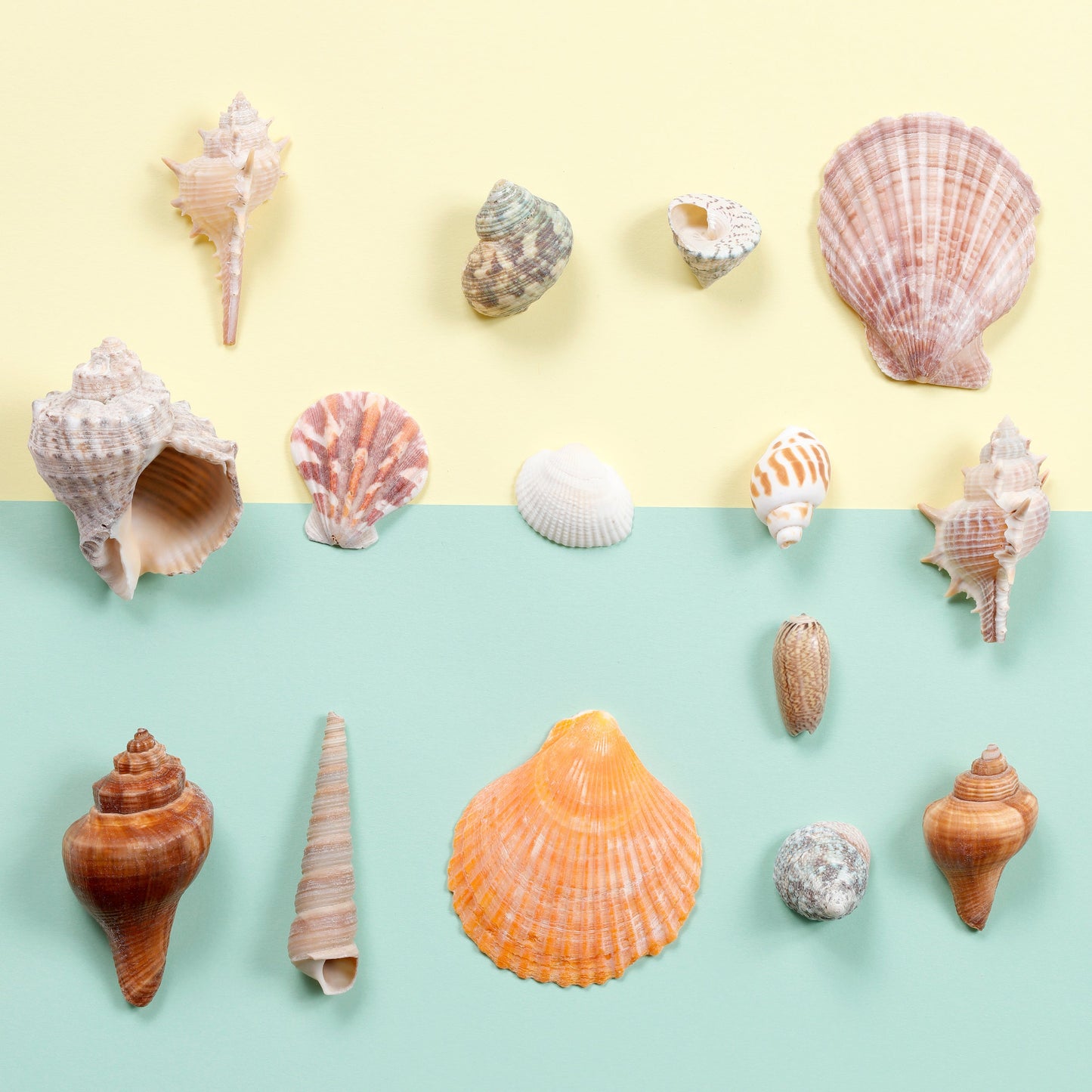 Image of Assorted Sea Shells Display | Caption-Assorted Sea Shells Display
