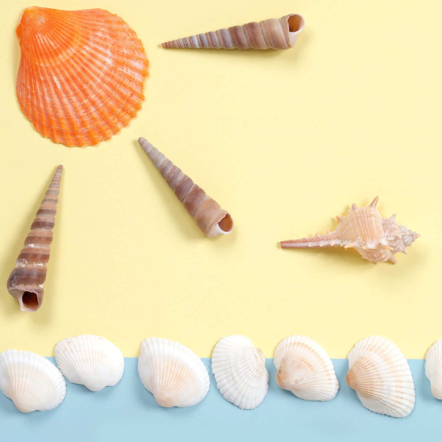 Image of Close-up of Sea Shells from the Bulk Sea Shells Set | Caption-Close-up of Sea Shells from the Bulk Sea Shells Set