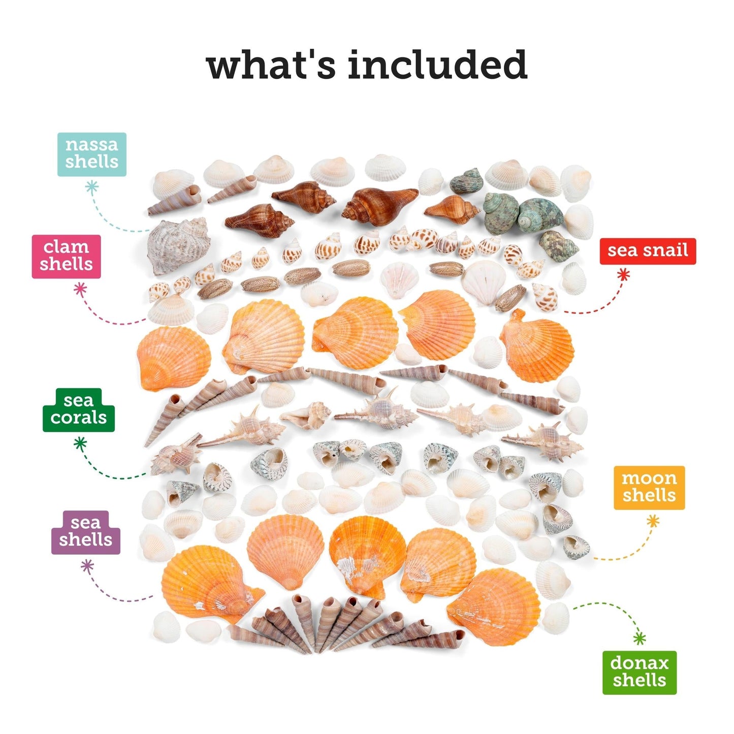 Image of What's Included in the Bulk Sea Shells Set | Caption-What's Included in the Bulk Sea Shells Set