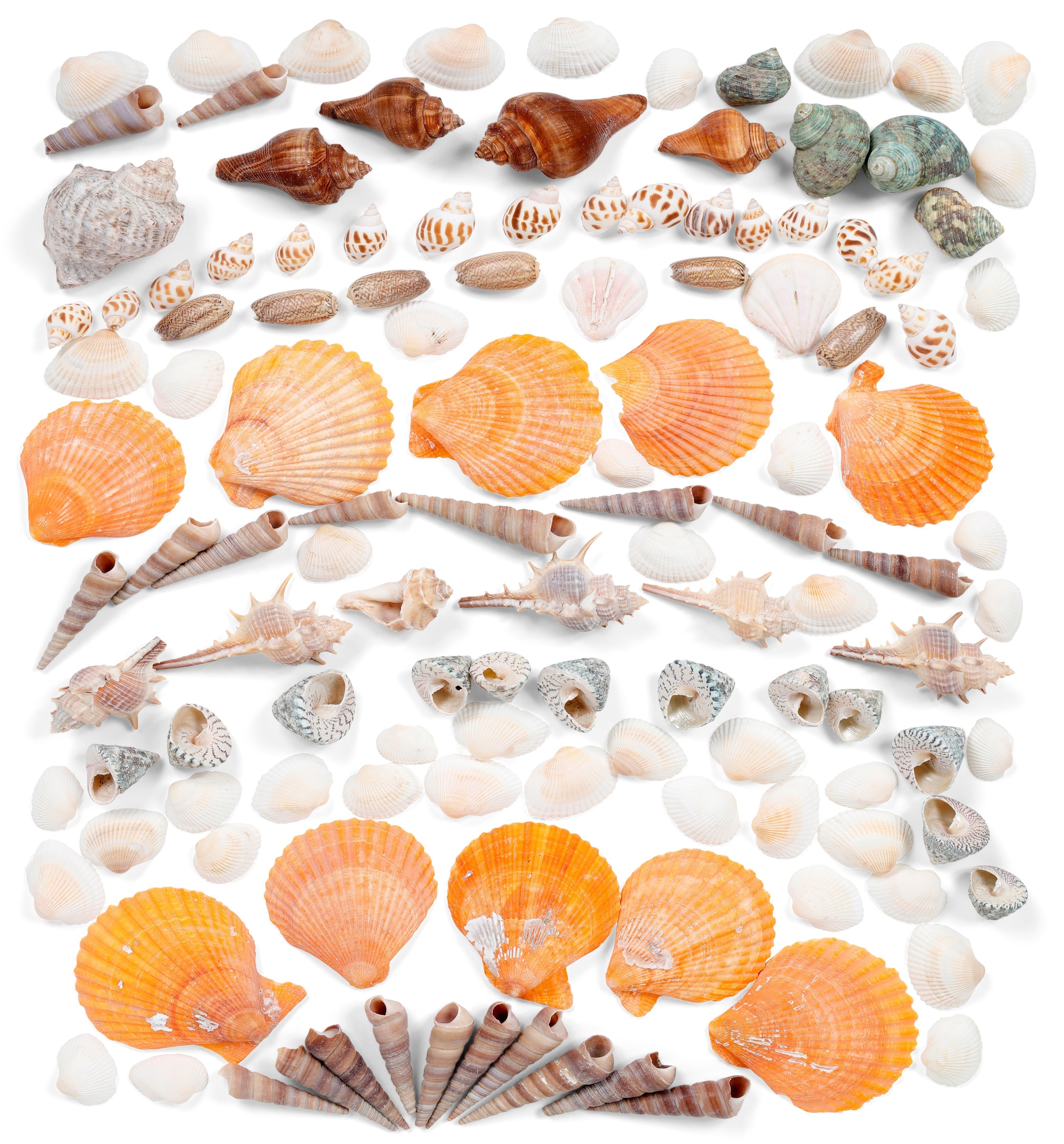 Bulk Sea Shells Kit | 200pcs | Incraftables