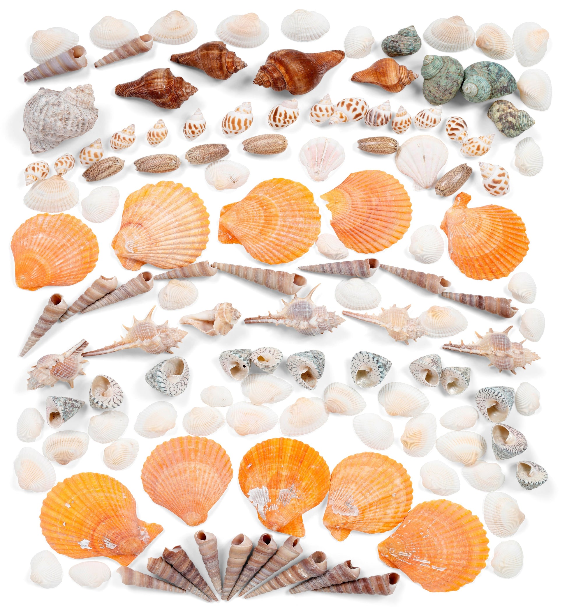 Image of Bulk Sea Shells Set Overview