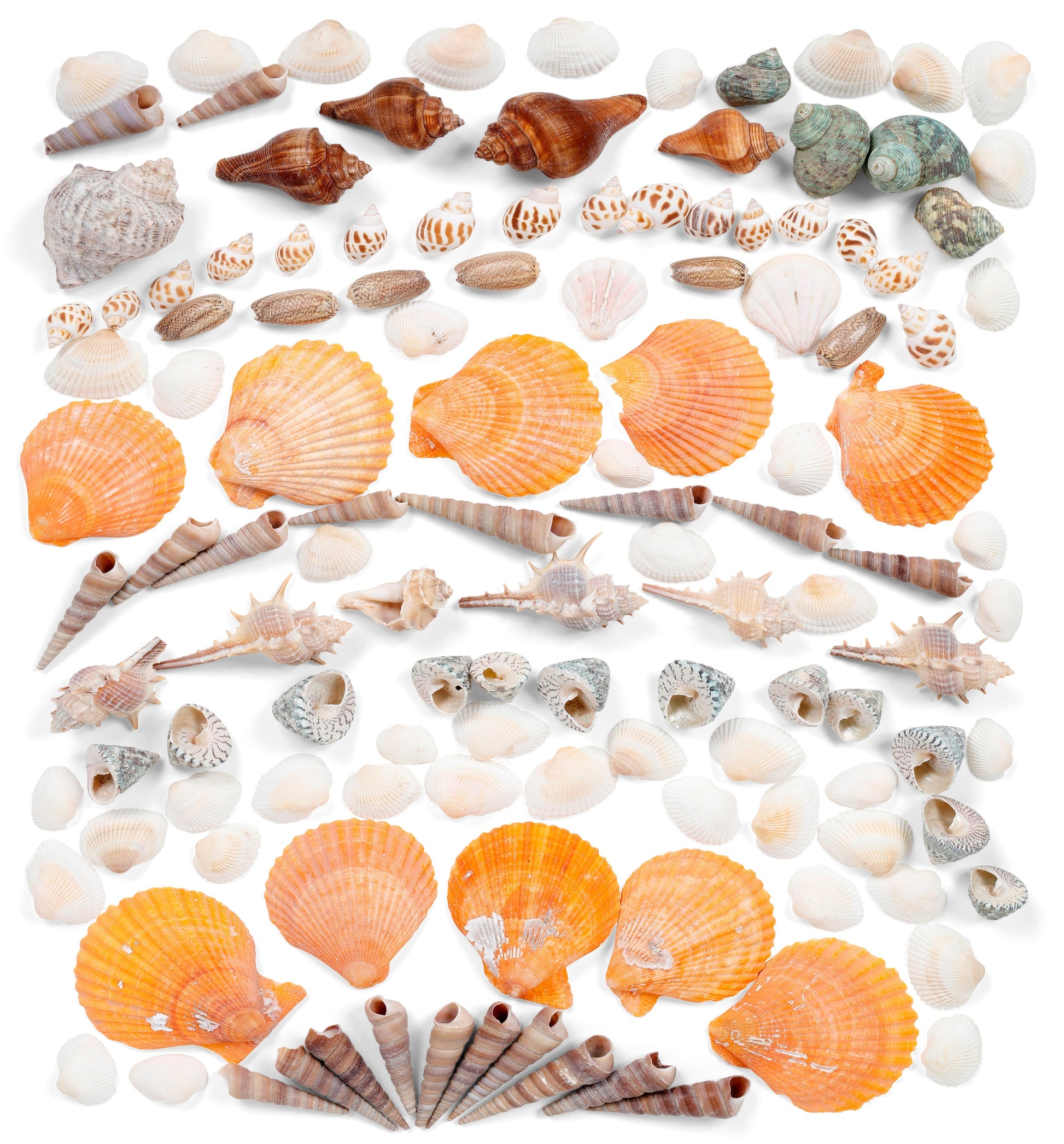 Image of Bulk Sea Shells Set Overview | Caption-Bulk Sea Shells Set Overview