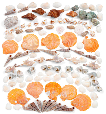 Image of Bulk Sea Shells Set Overview 