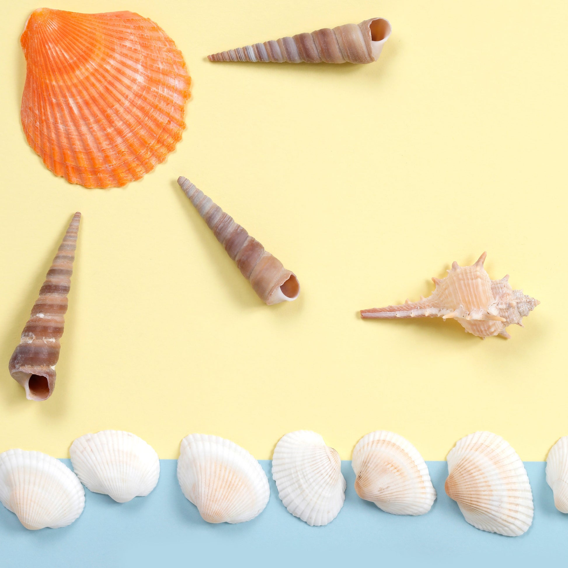 Image of Close-up of Sea Shells from the Bulk Sea Shells Set