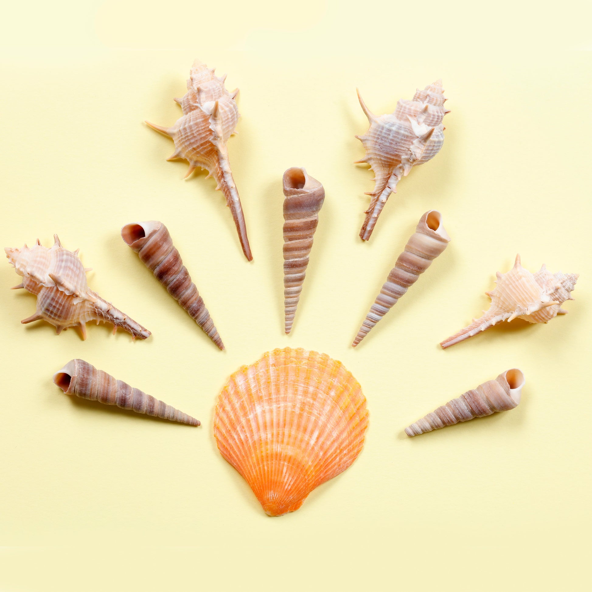 Image of Shell Arrangement with Bulk Sea Shells