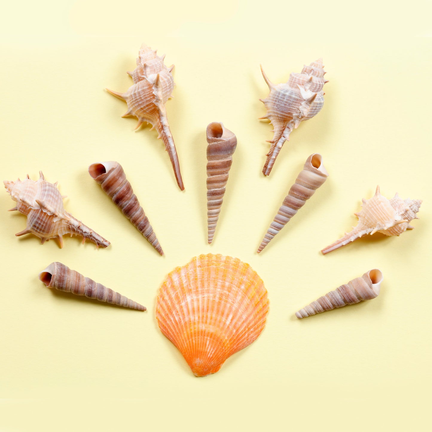 Image of Shell Arrangement with Bulk Sea Shells | Caption-Shell Arrangement with Bulk Sea Shells